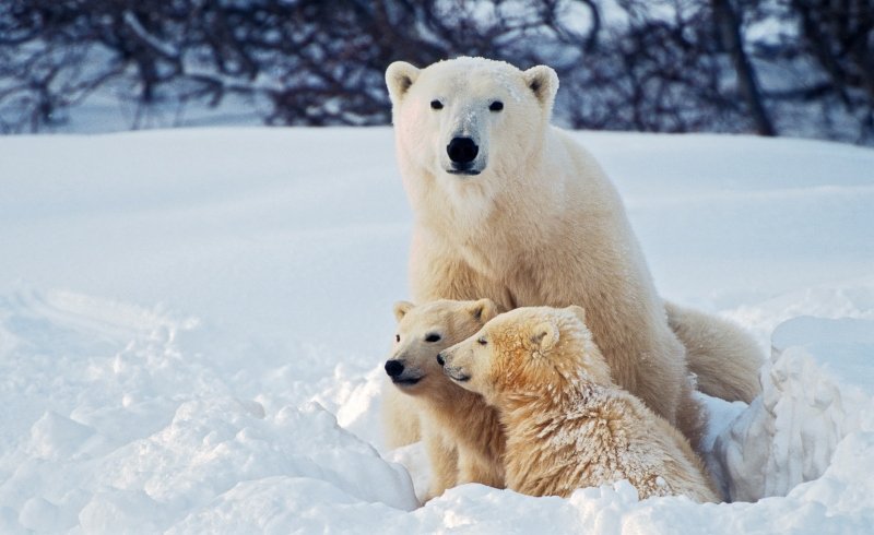 Keep Polar Bears and Their Extensive Range Safe From Oil Drilling (Commentary)